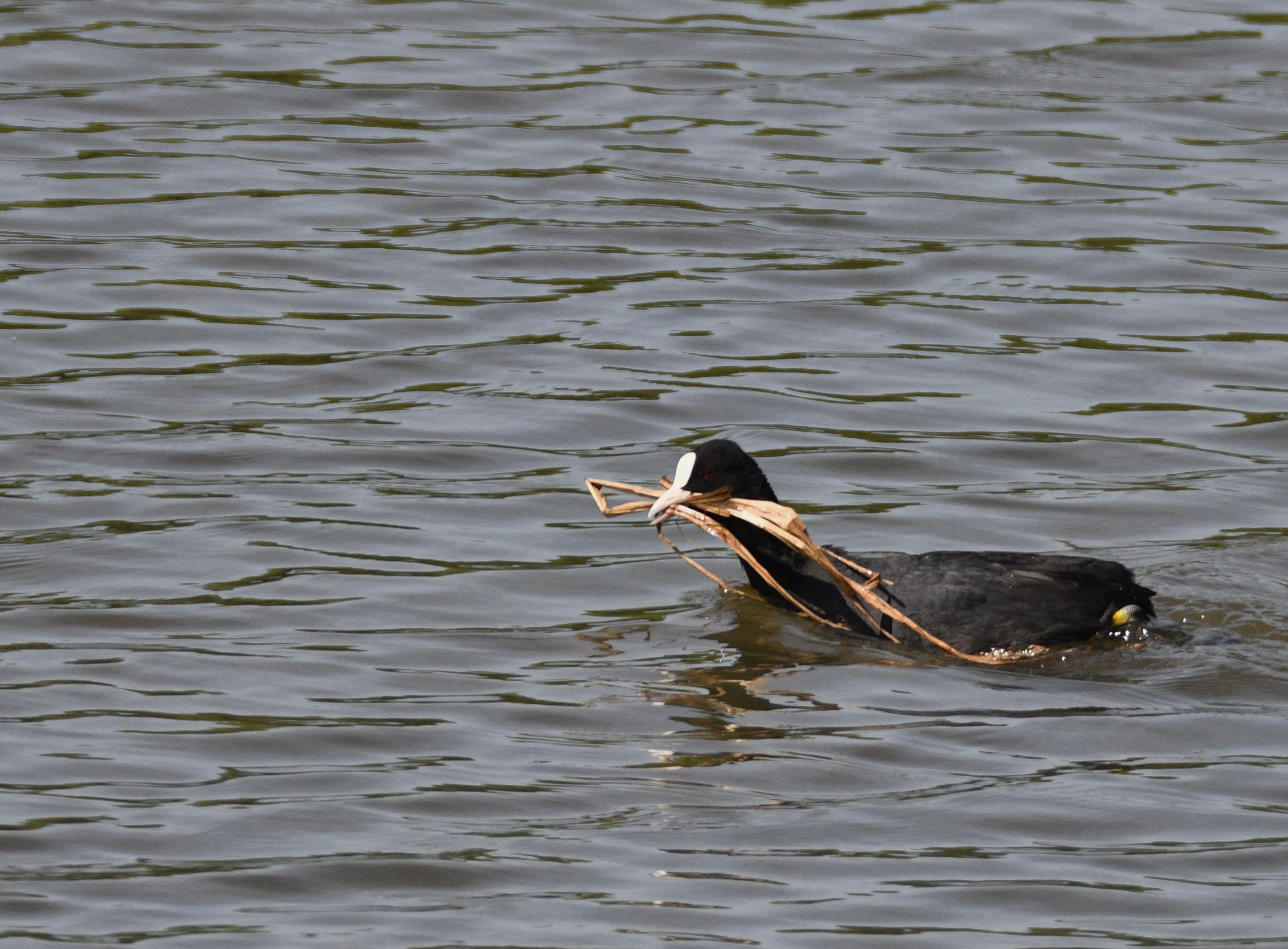Foulque macroule (Eurasian coot, Fulica atra), adulte transportant des roseaux pour la construction de son nid, Réserve Naturelle de Mont-Bernanchon, Hauts de France.